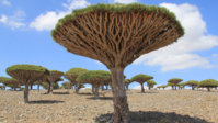 Socotra.JPG