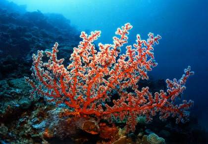 as.enet.gr_resources_2011_01_coral_reefs_thumb_medium.jpg as.enet.gr_resources_2011_01_coral_reefs_thumb_medium.jpg