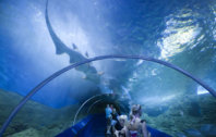 aquarium-aqwa_159616_5S99Q0.jpg