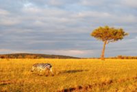 maasai 4.JPG