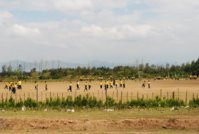 KENYA 2011 1668.JPG