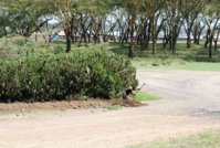 KENYA 2011 1679.JPG