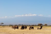 amboseli 5.JPG