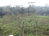 Rice terraces.jpg