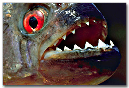 awww.unique_southamerica_travel_experience.com_images_piranha_copia.jpg