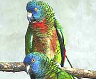 awww.mystlucia.org_images_gen_pages_ecology_parrots_sm_01.jpg