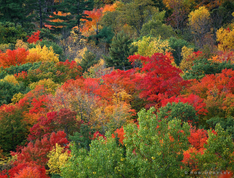 awww.robhuntley.ca_Canada_Quebec_Gatineau_Park_DSC1140adj_220311731_Tn858_L_3.jpg