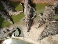 crocodiles_473_355.jpg