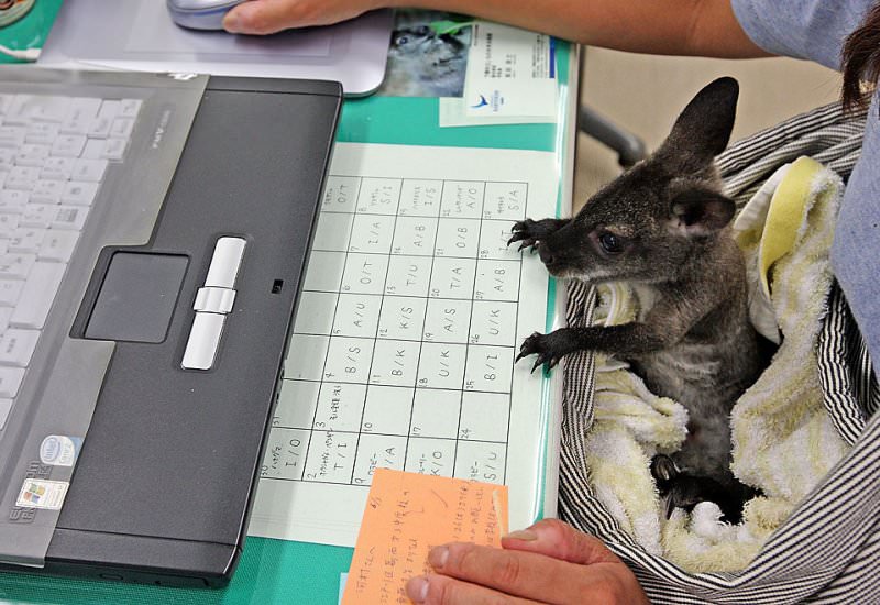 atheoriens.com_wp_content_uploads_Zoo_keeper_wears_abandoned_kangaroo_3.jpg
