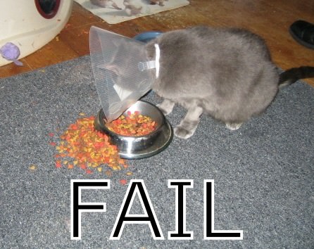 aimages.pictureshunt.com_pics_c_cat_fail_14136.jpg