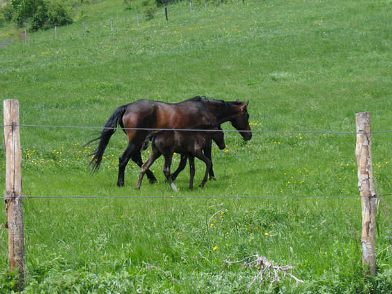 ai970.photobucket.com_albums_ae190_dimosf_2012_20WESTERN_20MAKEDONIA_DSC07397.jpg