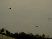 afarm9.staticflickr.com_8344_8247120338_c1c35e80ee_z.jpg