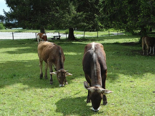 afarm3.staticflickr.com_2820_9144253074_3571180cee.jpg