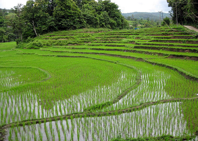 Rice_fields_Chiang_Mai.jpg