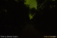 fireflies (2).jpg