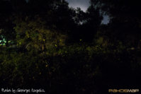 fireflies (3).jpg