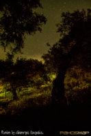 fireflies (4).jpg