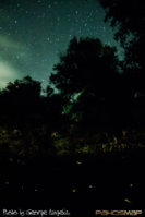 fireflies (5).jpg