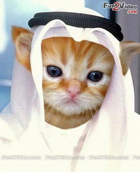 arabic-cat-cute-picture.jpg