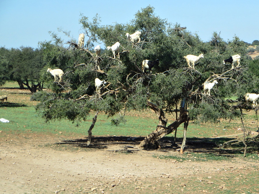 Essaouira_4449.jpg