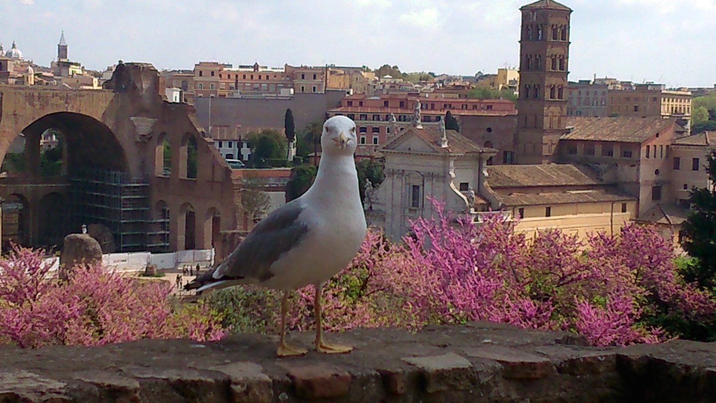 9.Palatine Hill 35.jpg