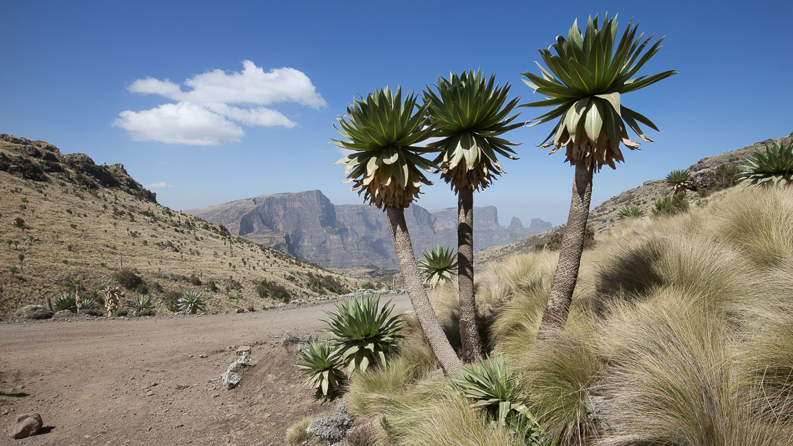 simien (63 of 66).jpg