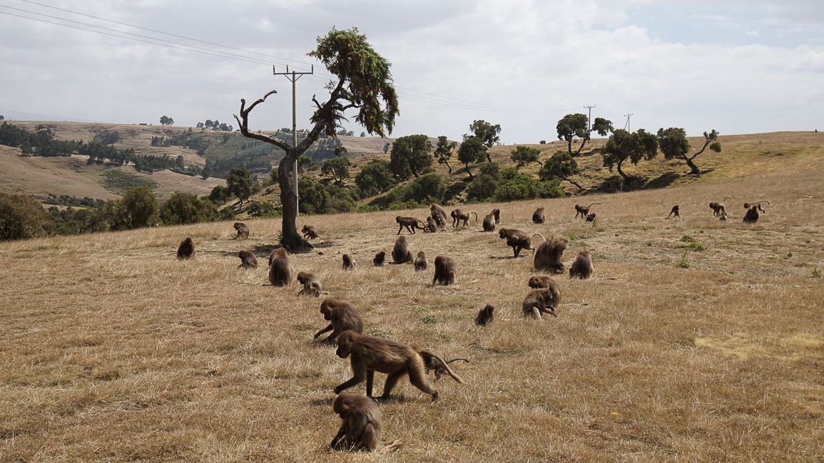 simien (25 of 66).jpg