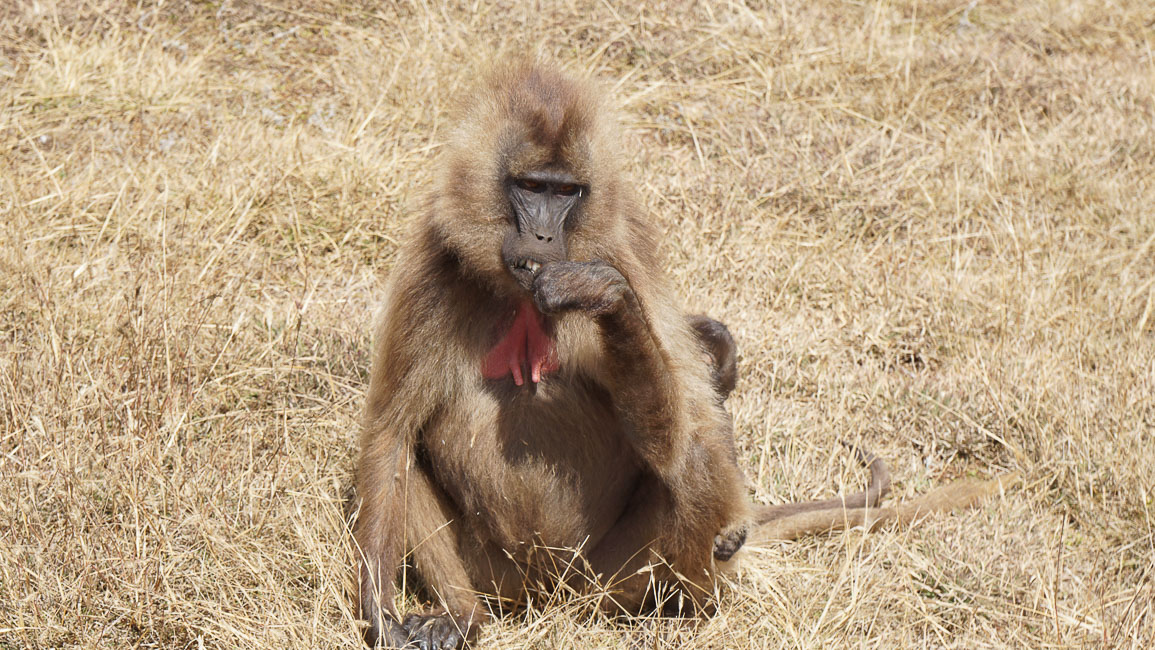 simien (30 of 66).jpg