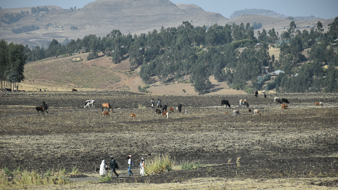 simien (12 of 66).jpg