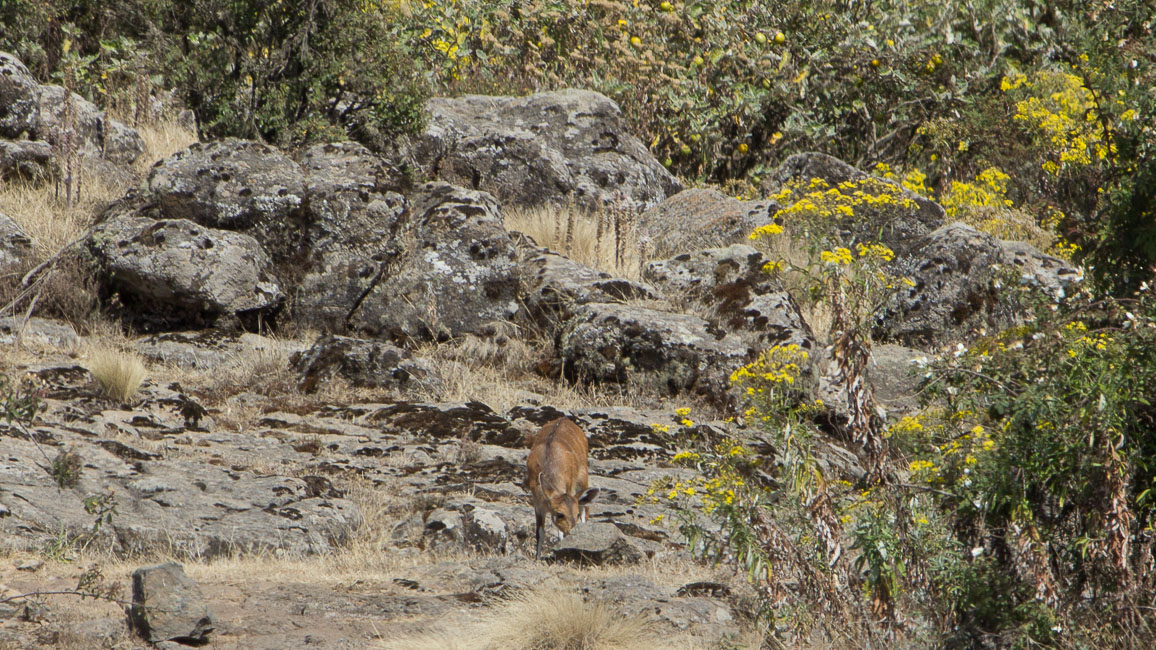 simien (35 of 66).jpg