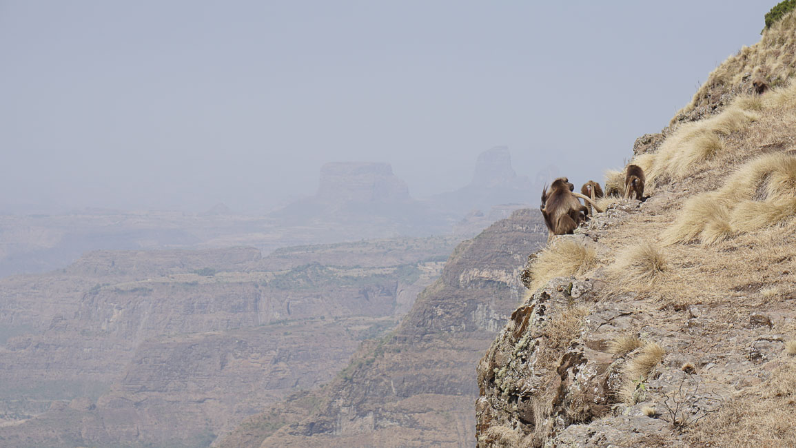 simien (36 of 66).jpg