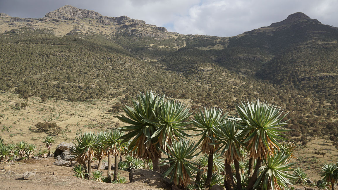 simien (43 of 66).jpg