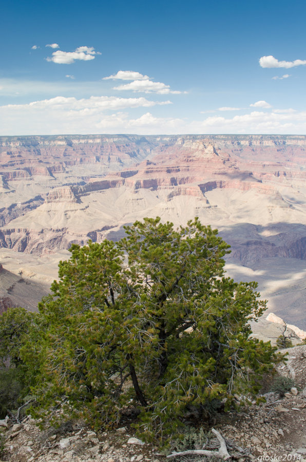 Grand Canyon-9.jpg