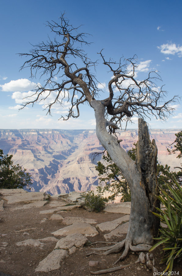 Grand Canyon-16.jpg