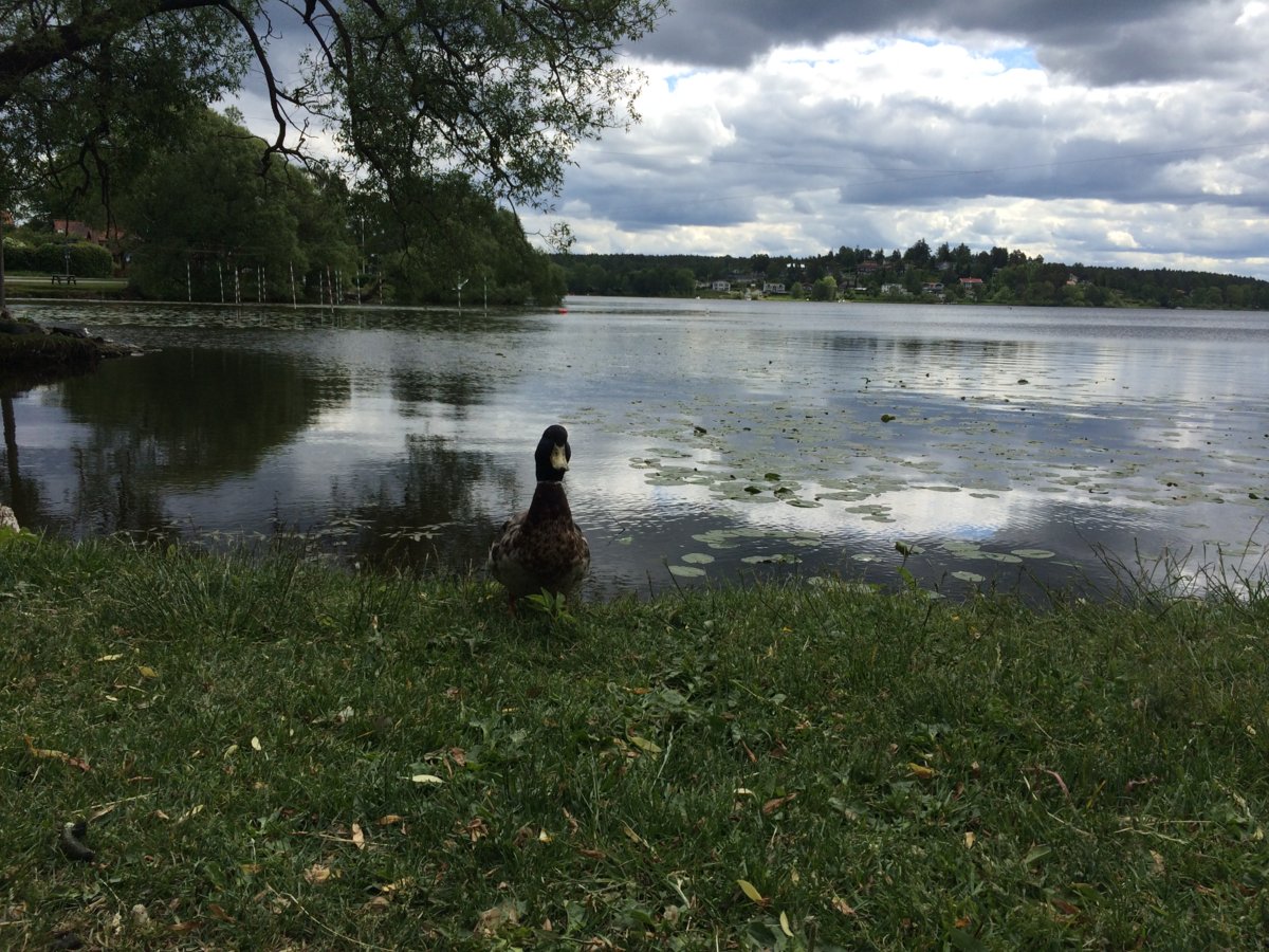 Sigtuna lake 6.JPG