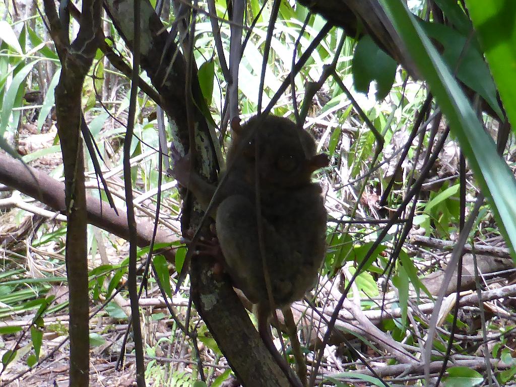 Tarsier.JPG