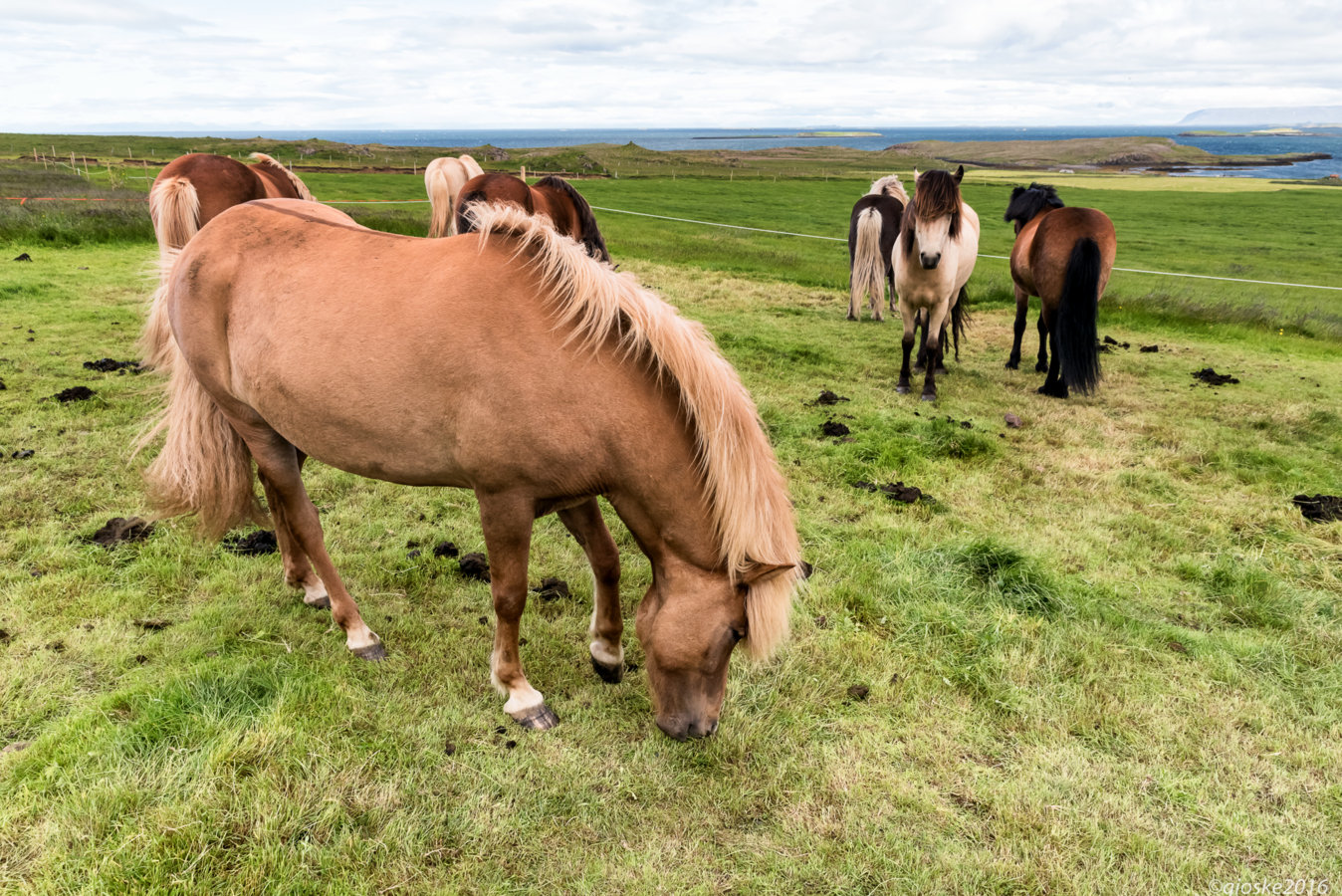 Iceland - Day_7-20.jpg