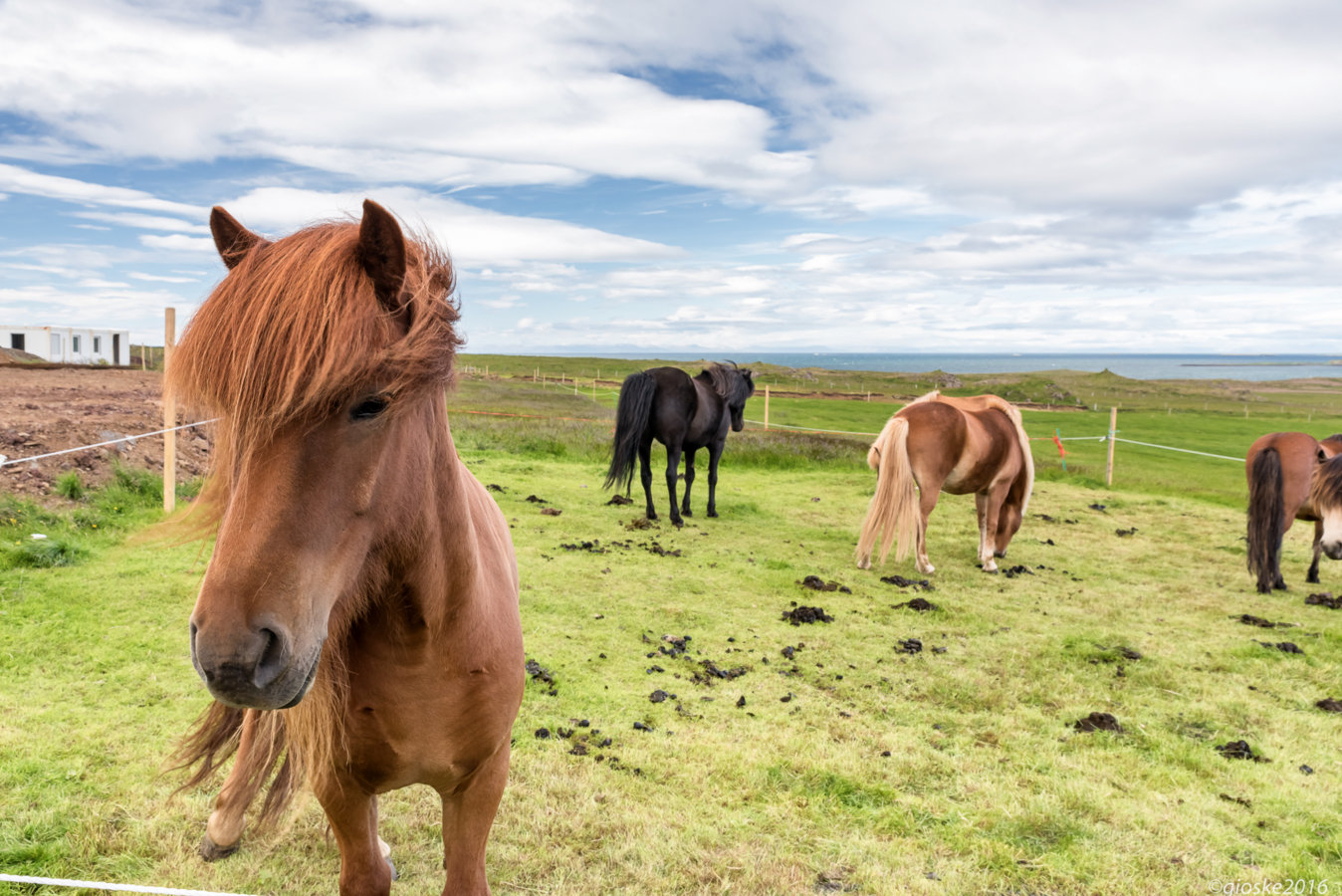 Iceland - Day_7-21.jpg