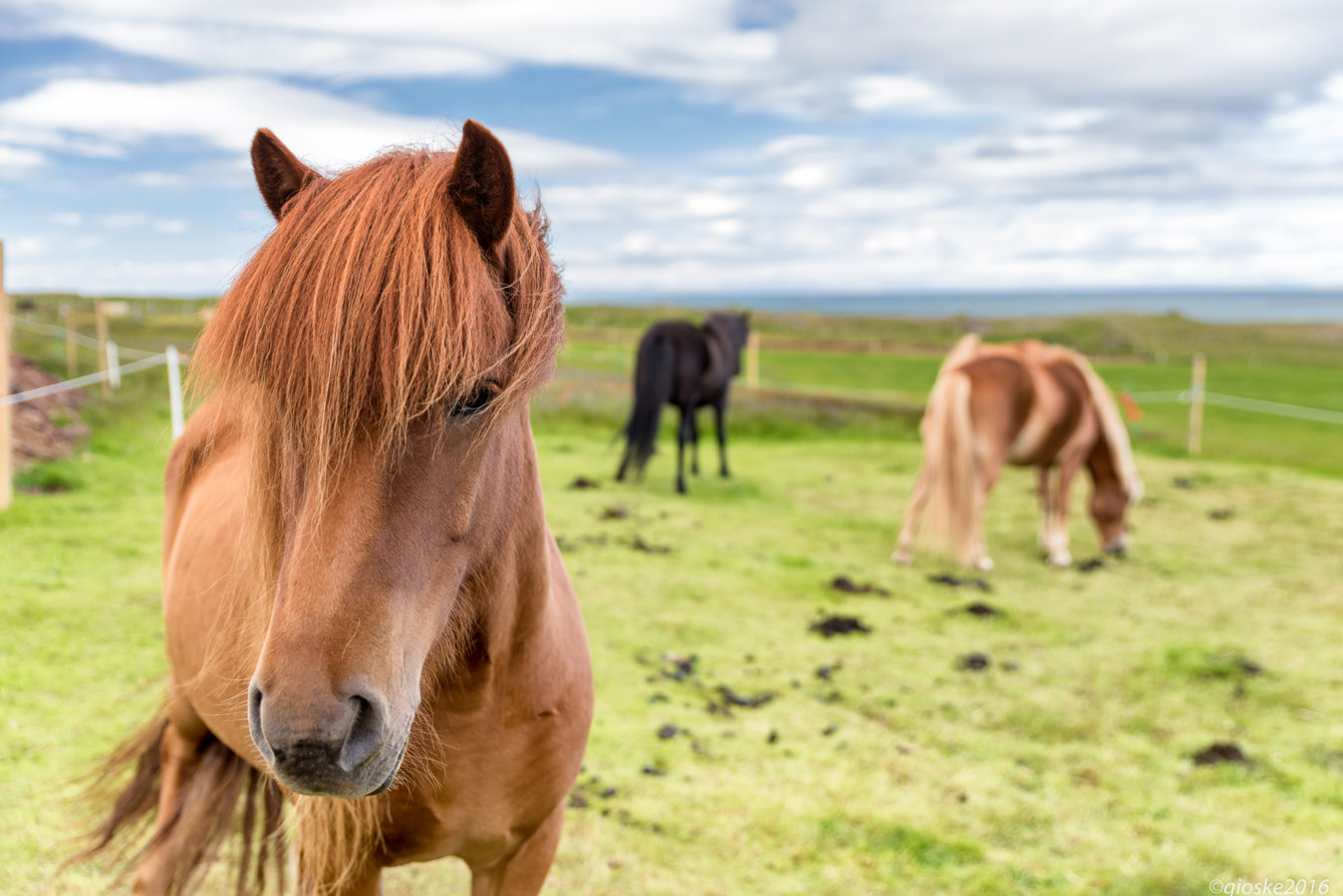 Iceland - Day_7-22.jpg