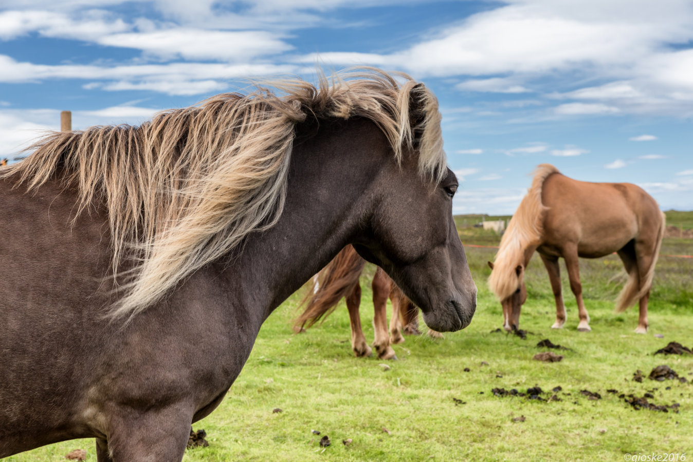 Iceland - Day_7-24.jpg