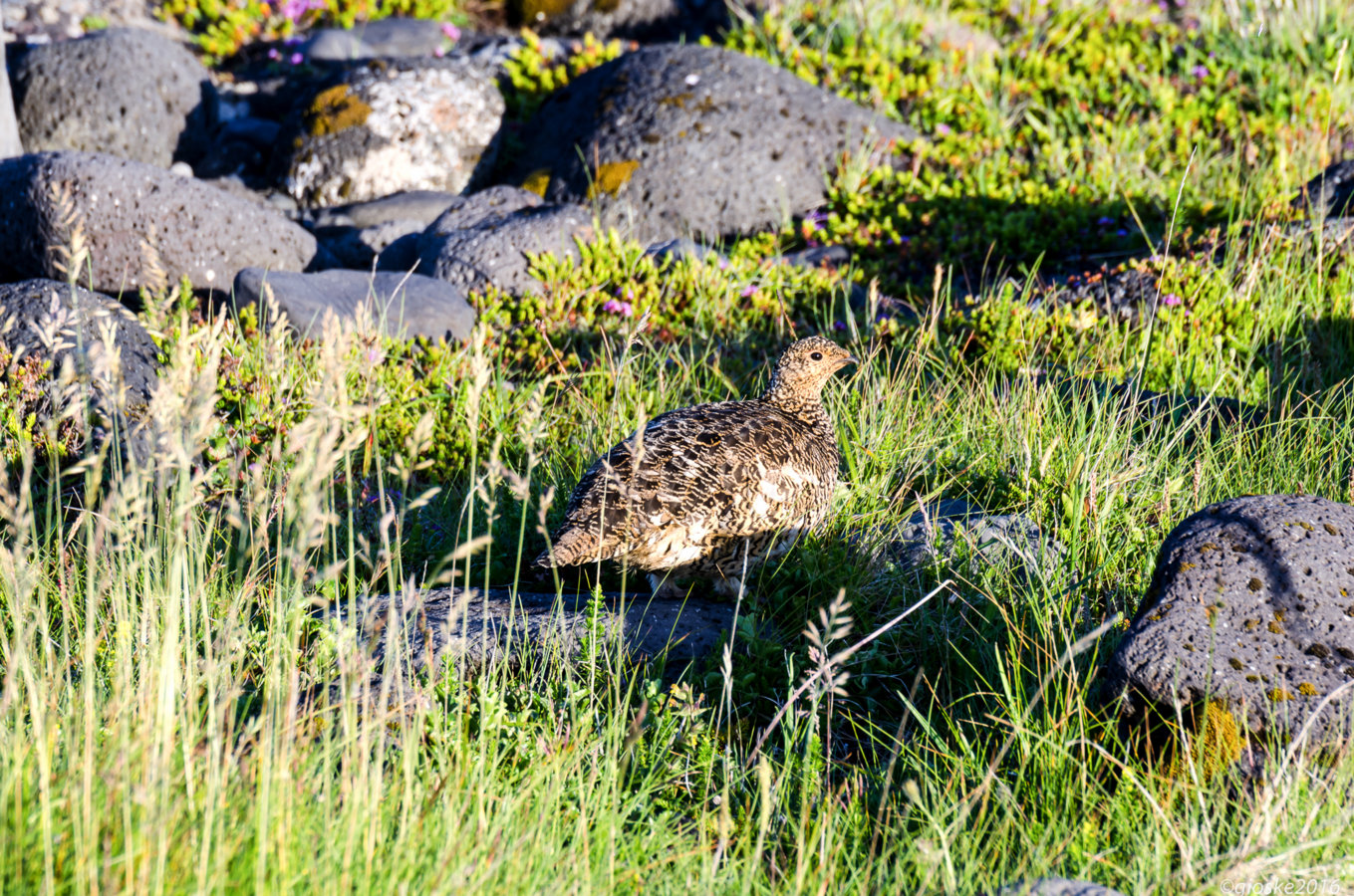 Iceland - Day_7-74.jpg