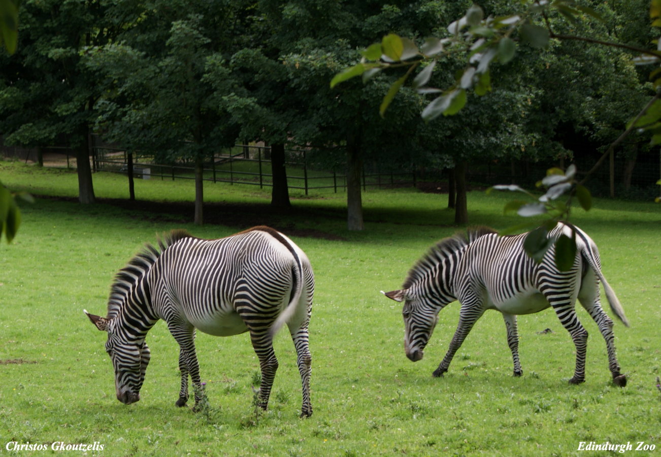 DSC03444 Edindurgh Zoo.jpg