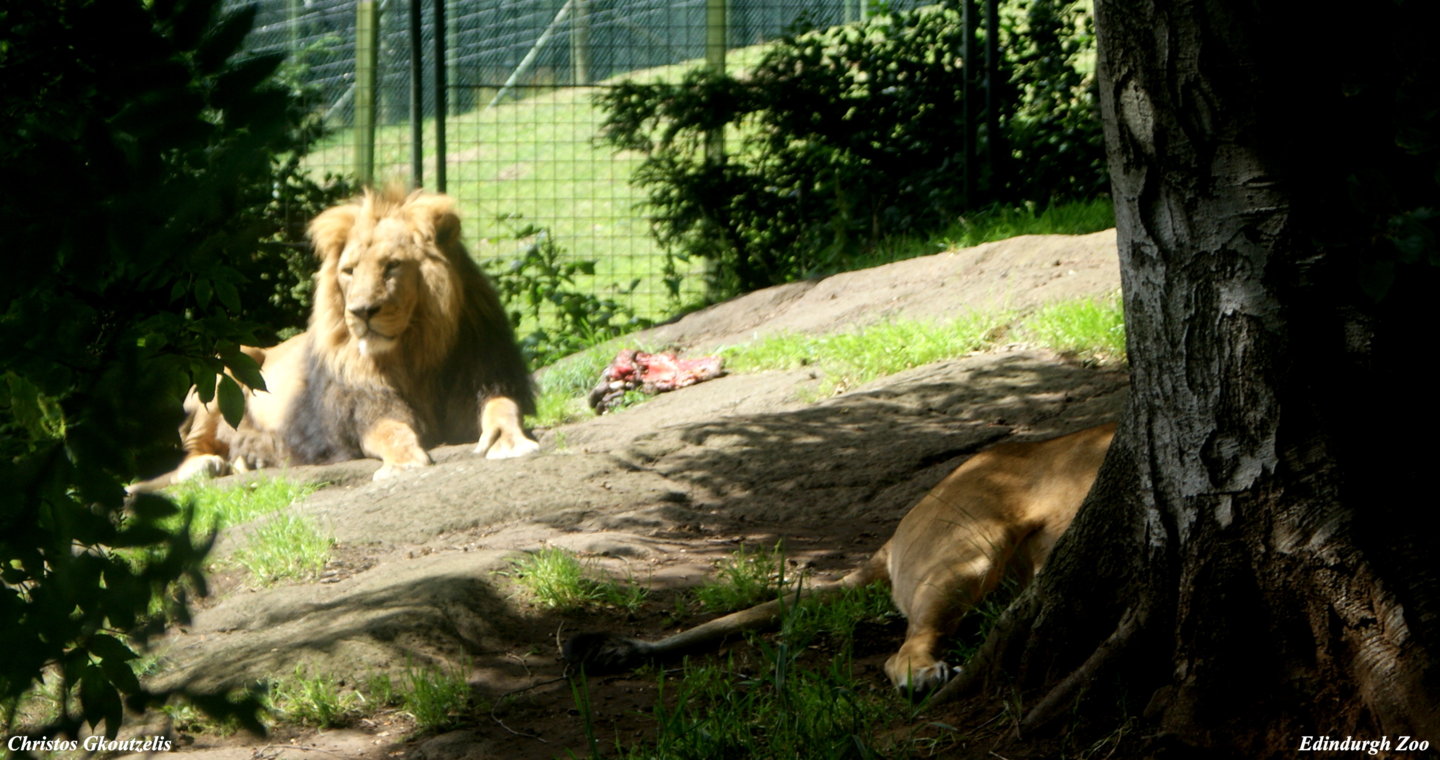 DSC03450 Edindurgh Zoo.jpg