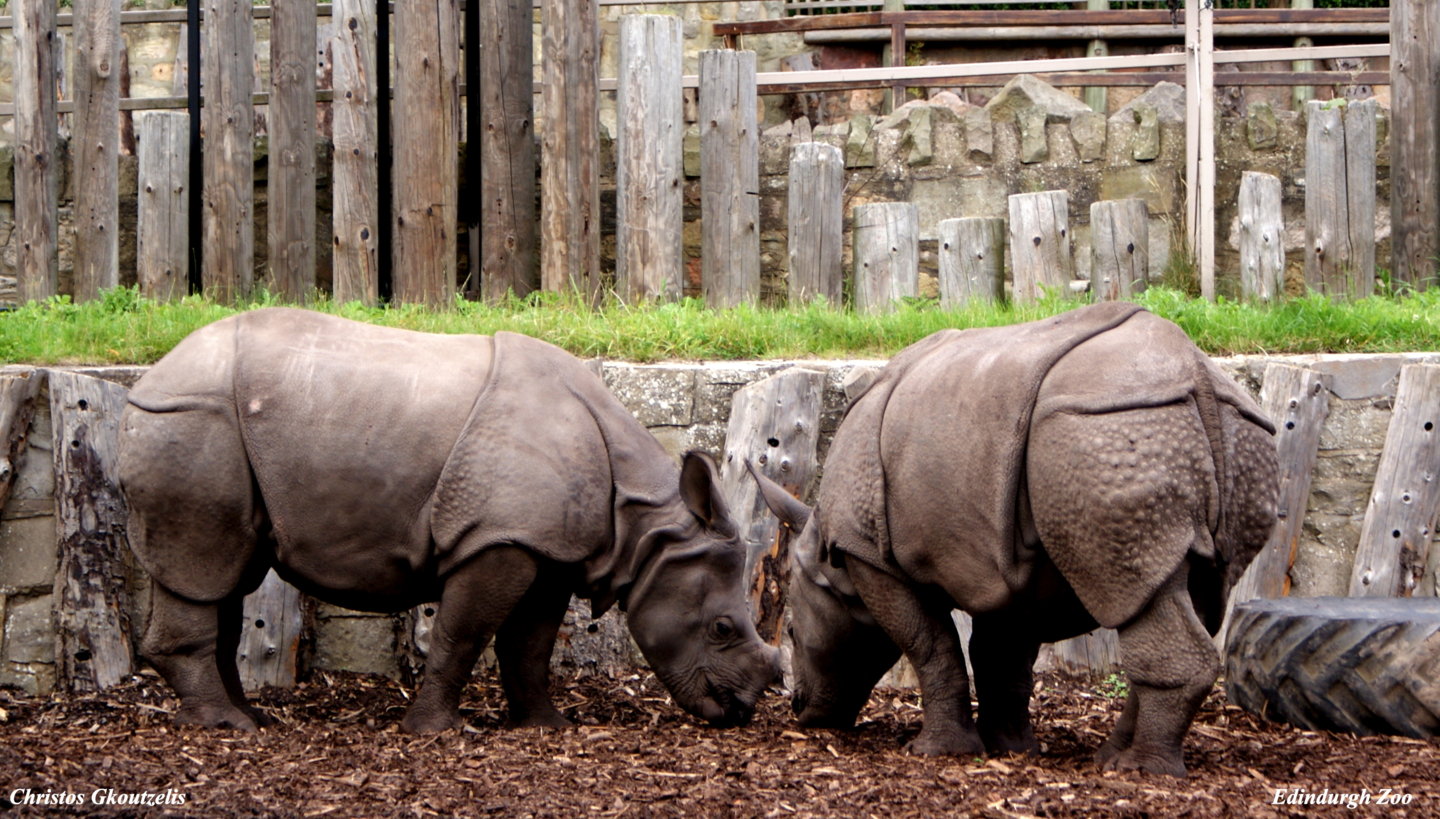 DSC03464 Edindurgh Zoo.jpg