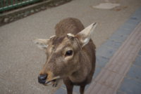 DSC00506.JPG