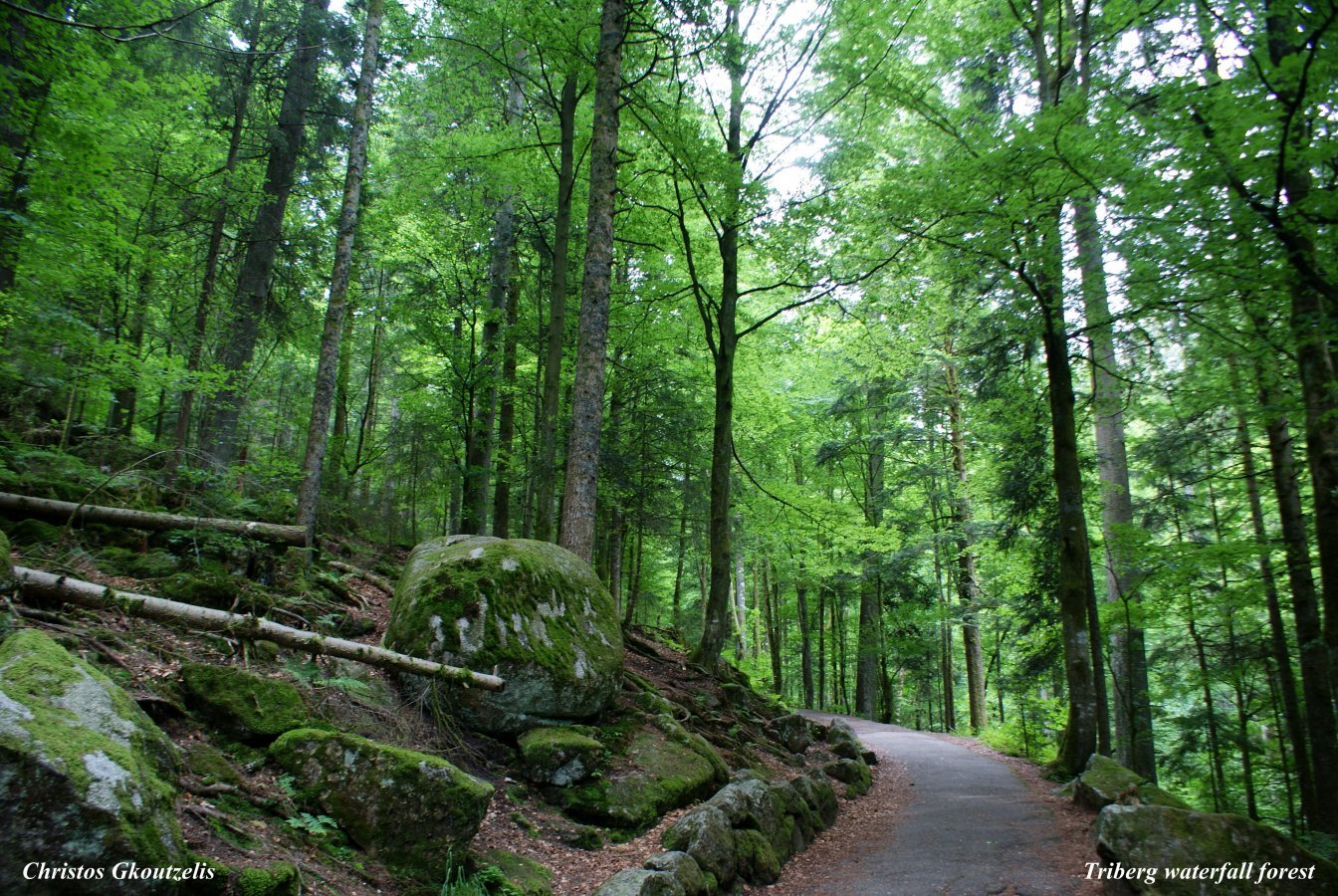 DSC07272 Triberg waterfall forest.jpg