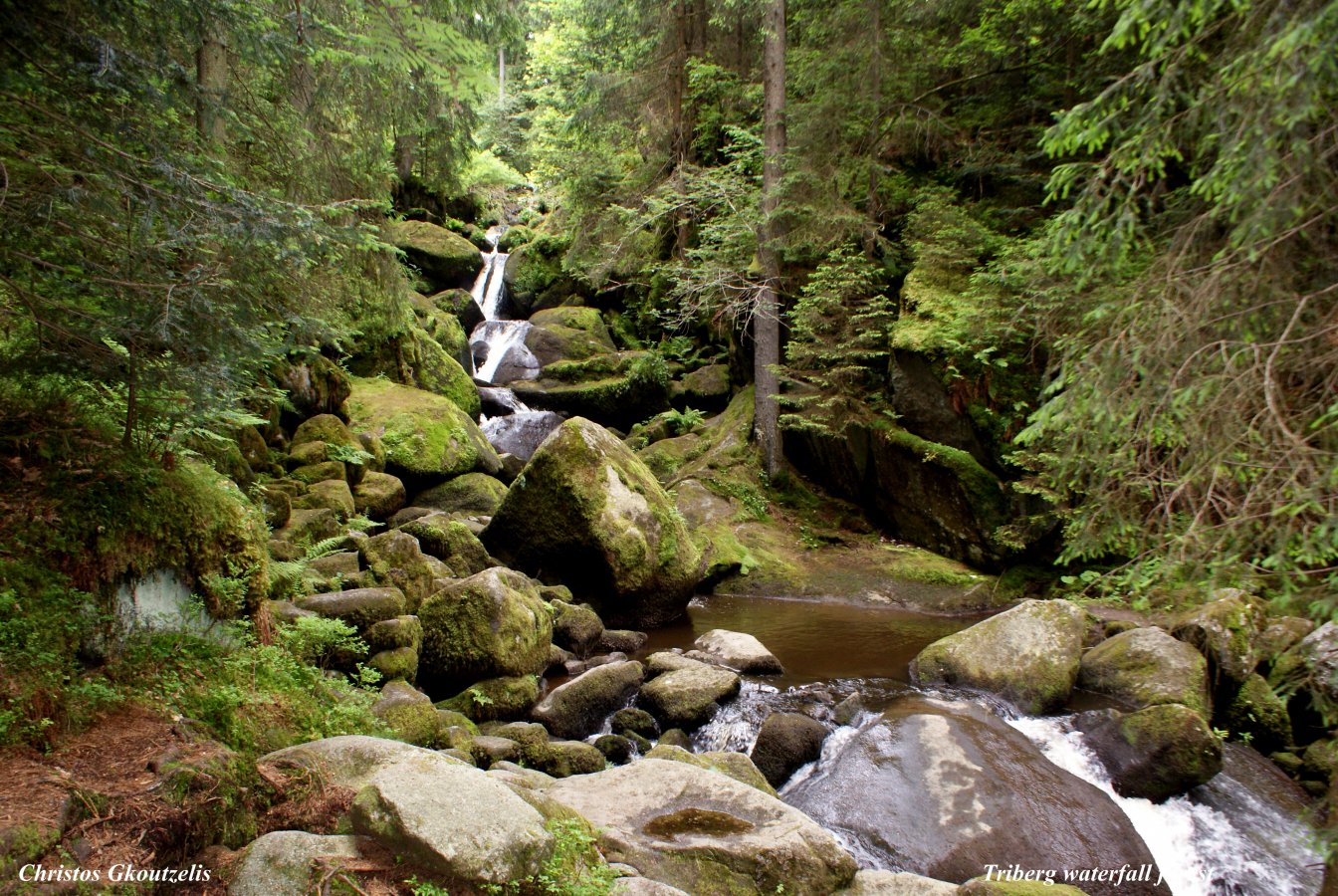 DSC07286 Triberg waterfall forest.jpg