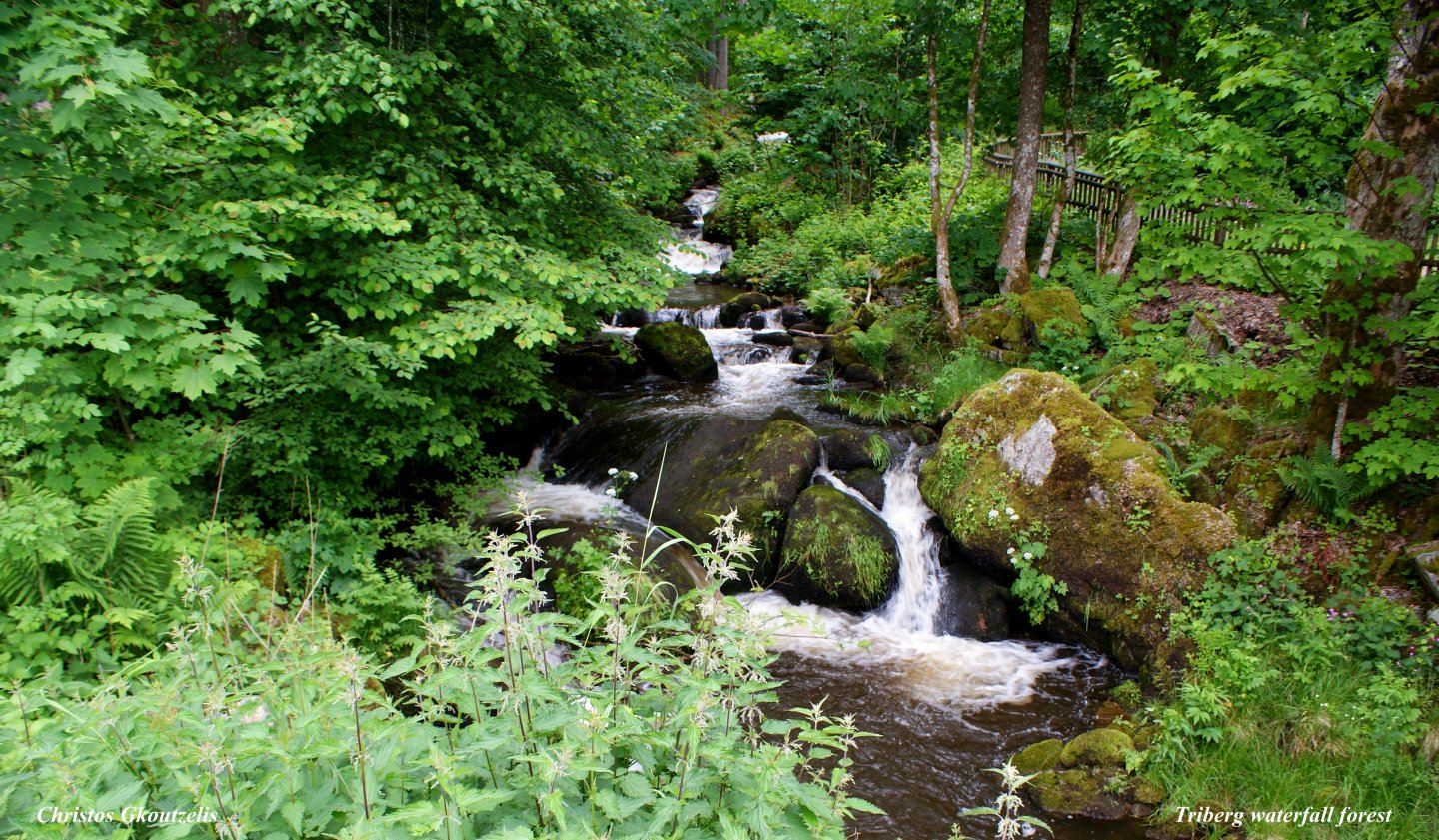 DSC07301 Triberg waterfall forest.jpg