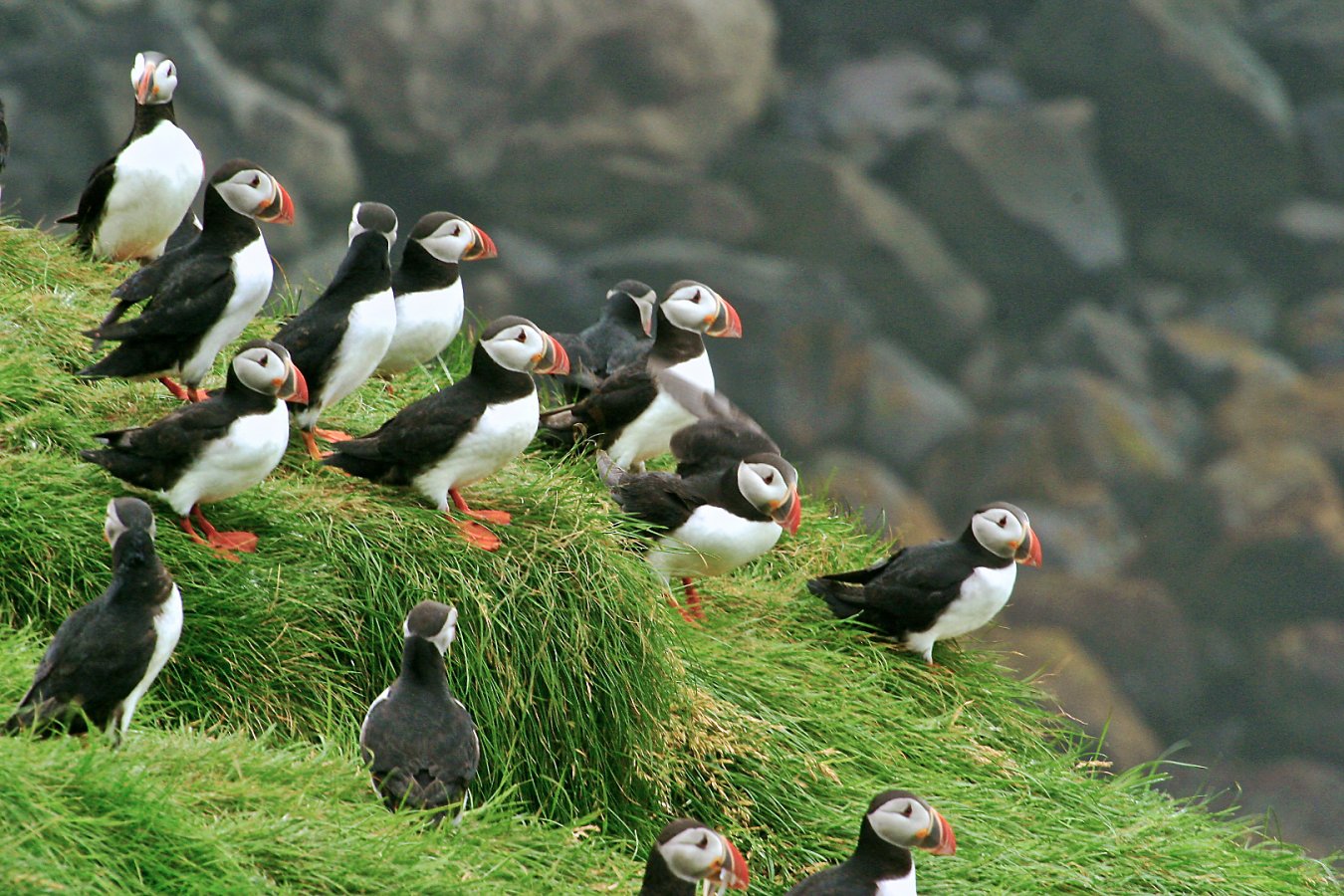 atlantic-puffin-inglshofi-iceland-img_3008-puffin-group-tight.jpg