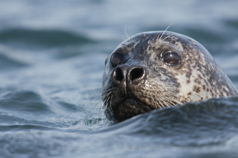 seal-in-north-iceland.jpg